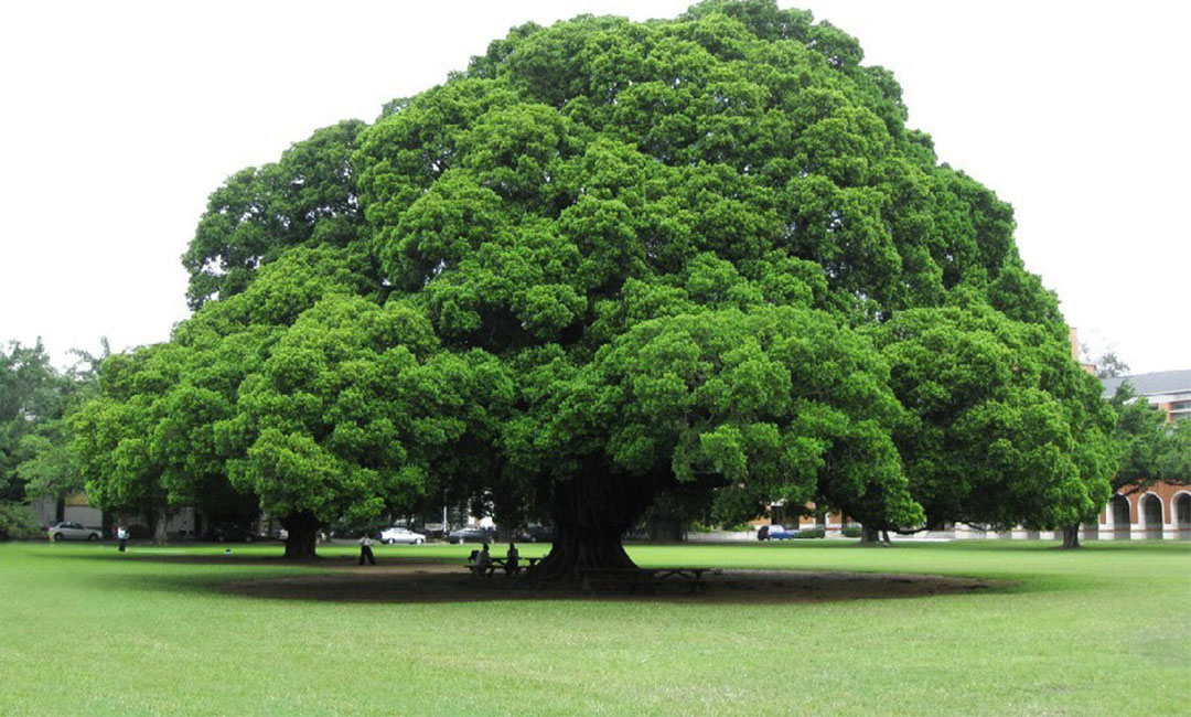 阿坝金榕树服务号代运营案例